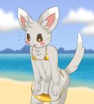 anthro beach blush brown_eyes butt cheek_tuft clothed clothing cloud crossdressing crossdressing_male dipstick_ears dipstick_tail ear_markings emanata facial_tuft femboy flaccid fluffy fluffy_chest foreskin fur generation_5_pokemon genitals gold_swimwear golden_week grey_body grey_fur hands_on_legs head_tuft hi_res humanoid_genitalia humanoid_penis inner_ear_fluff innes_(kamek_sans) kamek_sans male markings minccino multicolored_ears nintendo outside penis penis_base pokemon pokemon_(species) solo tail tail_markings thick_thighs tuft wardrobe_malfunction white_body white_fur