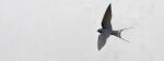 2013 avian bird blue_body blue_feathers feathers feral flying grey_body grey_feathers hirundinid oscine passerine renum63 simple_background solo spread_wings swallow_(bird) white_background wings