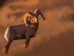 2025 4:3 agustindiazart big_horn bighorn_sheep bovid brown_body brown_fur caprine feral fur grass hi_res horn huge_horn looking_aside_at_viewer male mammal markings nature outside plant quadruped sheep short_fur solo standing white_markings