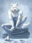  canine claws fur hibbary male mammal nude open_mouth rock sitting snow solo toe_claws white_fur winter wolf 