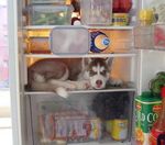  canine cute dog food fridge husky k9 puppy tagme what 