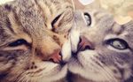  &hearts; ambiguous_gender brown_fur cat feline feral fur gray_fur grey_fur looking_at_viewer mammal pink_nose whiskers 