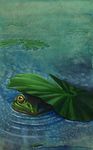  amphibian feral frog hibbary solo water water_lily 
