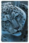  feline feral hibbary leopard male mammal night portrait snow_leopard solo 