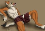  canine coyote green_eyes lying male mammal on_back orthan solo source_request underwear 