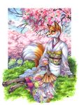  asian blush canine facial_markings fan female fox grass mammal markings outside sakura sitting smile solo wielder 