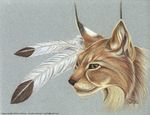  feathers feline lynx mammal portrait sandi_wilkinson solo 