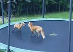  canine feral fox grass jumping low_res mammal outside real tagging_isn&#039;t_difficult trampoline 