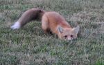  black_eyes black_nose canine cute face_down feral fluffy fluffy_tail fox fur grass looking_at_viewer mammal outside real solo 