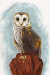  avian barn_owl denoyelle feral owl solo 