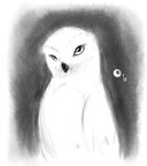  avian dawkz feral owl snowy_owl solo 