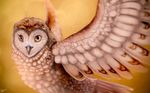  avian barn_owl feral guardians_of_ga'hoole kludd owl solo vyntastic 