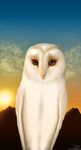  barn_owl coryn feral guardians_of_ga&#039;hoole guardians_of_ga'hoole male owl smashedskies solo 