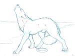  beach butt canine clothing feral frisbee fur howl male mammal monochrome necklace pants paws post_transformation sabretoothed_ermine seaside sketch snout solo teeth topless transformation wolf 