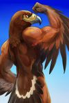  anthro avian back back_turned beak biceps bird brown_body brown_feathers eager eagle feather feathers flexing gradient_background grin gweek looking_at_viewer looking_back male muscles nude orange_eyes pose smile solo standing toned winged_arms wings 