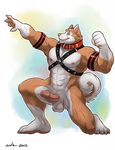  abs anthro balls belt biceps blue_eyes bondage_gear brown_fur canine claws collar dog dog-collar erection flexing fur humanoid_penis husky looking_at_viewer male mammal muscles nipples nude paws pecs penis pose retracted_foreskin solo uncut wfa 