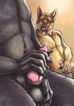  ball_fondling balls black blotch canine canine_penis dog erection gay german_shepherd knot male masturbation penis precum tongue 