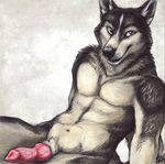  blotch blue_eyes canine canine_penis dog erection husky looking_at_viewer male penis solo 