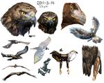  bird drawings eagle no_humans orushibu 