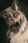  canine coyox mammal portrait smile solo wolf 
