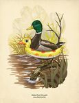  anas_platyrhynchos avian black_eyes duck floaty looking_at_viewer mallard outside pond pool_toy swimming water 