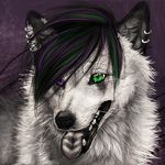  black_hair canine hair open_mouth piercing striped_tongue white_fur wolf 