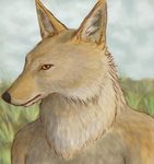  coyote echoeternal looking_at_viewer male mammal nude outside portrait sky solo yellow_eyes 