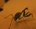  animated big humor mantis not_porn praying_mantis 