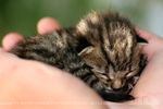  cat claws cub cute eyes_closed feline feral hands holding kitten male mammal photo real size_difference sleeping small thrumyeye tiny young 