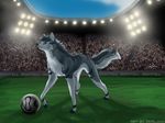  canine female feral football koul mammal solo stadium wolf 