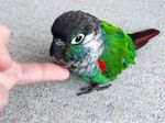  animated avian beak bird cute feathers feral finger human low_res mammal parrot real 