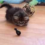  animated cat cub cute feline feral fluffy kitten low_res male mammal penguin playing real toy young 