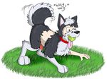  brown_eyes canine collar dog dripping edit english_text feral fox0808 grass hindpaw husky knot male mammal nude paws penis plain_background precum solo tennis_ball text tongue transformation white_background 
