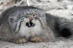  cat disgruntled feline feral looking_at_viewer mammal manul pallas's_cat reaction_image real solo 