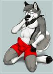  4_toes abs anthro balls bandanna biceps black_nose blue_eyes blush boxers bulge canine clothed clothing digitigrade dog embarrassed erection fur grey_fur half-dressed hindpaw husky kneeling kodi leaking looking_at_viewer male mammal muscles paws pecs penis pose precum shy solo toes toned tongue tongue_out topless truegrave9 underwear white_fur 