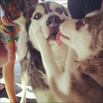  ambiguous_gender black_nose canine cute dog feral fur hand_on_face human kissing licking mammal outside real standing surprise tongue tongue_out 