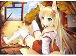  animal_ear_fluff animal_ears arm_support autumn_leaves bare_shoulders blonde_hair breasts cleavage fox fox_ears fox_tail green_eyes hair_ornament japanese_clothes leaf long_hair looking_at_viewer looking_back maple_leaf medium_breasts miko off_shoulder open_mouth original sitting solo tail thighhighs usagihime very_long_hair white_legwear 