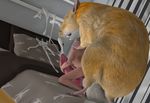  balls bedroom big_balls cum gay gerbil human hyper hyper_balls hyper_penis male mammal orgasm penis rodent tapiko whiskers 