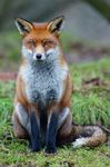  ambiguous_gender black_nose brown_eyes canine cute feral fox fur grass looking_at_viewer male mammal orange_fur outside photo real red_fox sitting solo stare whiskers white_fur 