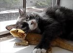 animated bearded_dragon black_fur cat cuddling cute feline fur hug lizard low_res mammal real reptile scalie window 