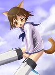  animal_ears embarrassed harak miyafuji_yoshika solo strike_witches striker_unit tail world_witches_series 