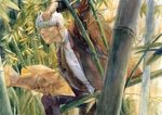  bamboo bamboo_forest chernotrav coat forest ginko hair_over_one_eye male_focus mushishi nature solo white_hair 