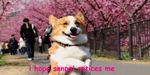  animated anticipation brown_fur canine cherry_blossom cherry_blossoms collar corgi dog english_text fur happy human japanese loop mammal real text walking white_fur 