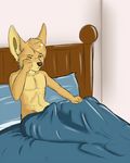  anthro bed bedroom canine erection fennec fox male mammal morning_wood one_eye_closed penis rika tenting waking_up 
