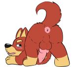 all_fours anthro anus blush butt canid canine darnell_(artist) fur hi_res kelpie knot male mammal presenting presenting_hindquarters red_body red_fur rusty_(bluey) simple_background solo yellow_body yellow_fur