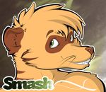  abstract_background english_text fur green_eyes looking_at_viewer male meerkat orange_fur smash smashmeerkat smile solo text 