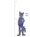 absurd_res anthro blue_boxer_briefs blue_clothing blue_underwear boxer_briefs boxer_briefs_only canid canine canis chart clothed clothing english_text height_chart hi_res male mammal navel nifram_logan pizademokttero red_seam_boxer_briefs smile smirk solo text topless underwear underwear_only wolf