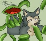 absurd_res anal anal_penetration anal_tugging anthro beastars bodily_fluids brunisdraws canid canine canis carnivorous_plant feet hi_res legoshi_(beastars) lying male male/male mammal on_front oral oral_penetration penetration plant restrained restrained_by_tentacles saliva sex tentacle_in_mouth tentacle_penetration tentacle_sex tentacles tongue tongue_out venus_flytrap wolf