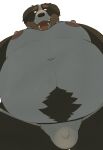 2024 anthro arufina_w asian_clothing belly bernese_mountain_dog big_belly black_nose brown_body canid canine canis clothing domestic_dog east_asian_clothing fundoshi hi_res japanese_clothing kemono male mammal molosser moobs mountain_dog navel nipples overweight overweight_male simple_background solo swiss_mountain_dog underwear white_background white_body white_clothing white_fundoshi white_underwear
