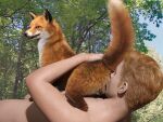 3d_(artwork) 4:3 balls bestiality butt butt_sniffing canid canine digital_media_(artwork) dipstick_tail duo feral feral_on_top forest forest_background fox fur genitals hi_res human human_on_feral interspecies larger_human looking_at_another looking_back male male/male male_on_feral mammal markings nature nature_background nude orange_body orange_eyes orange_fur outside phinix plant quadruped raised_tail red_fox size_difference smaller_feral sniffing snout tail tail_markings tree true_fox